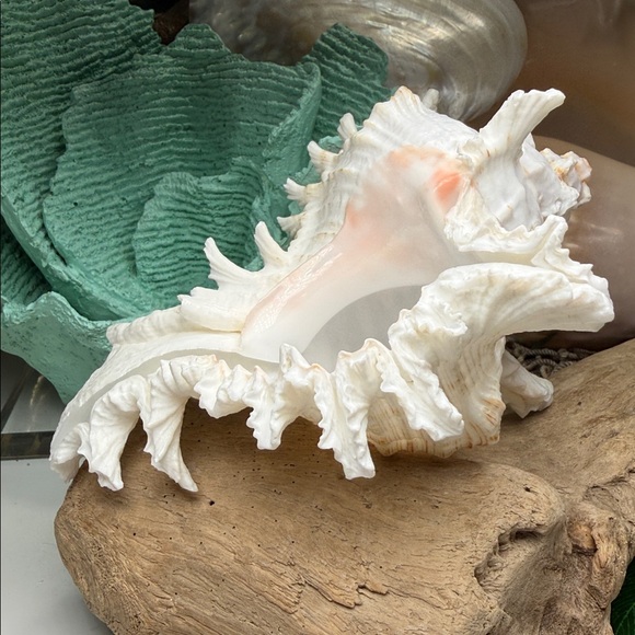 Large White Branch Murex Seashell Coastal Beach Ocean Nautical Decor DIY planter - Picture 9 of 11